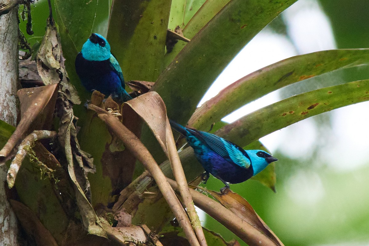 Blue-necked Tanager - ML645805064