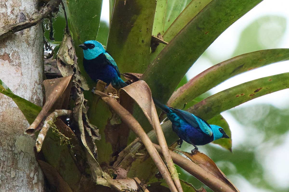 Blue-necked Tanager - ML645805065