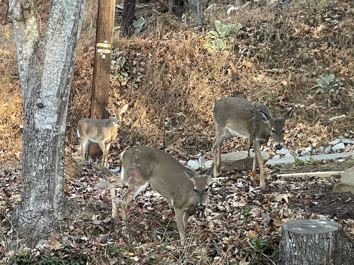 White-tailed Deer - ML645805082