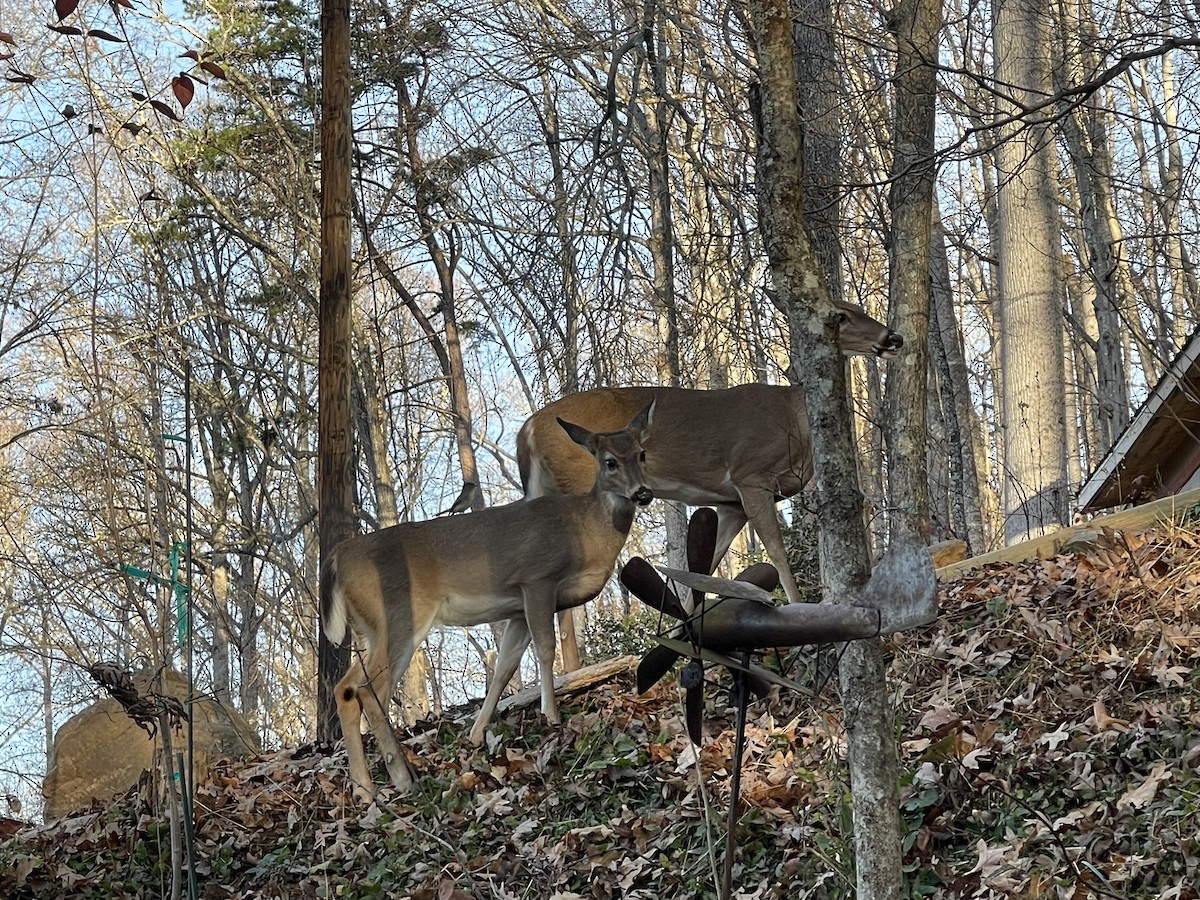 White-tailed Deer - ML645805083