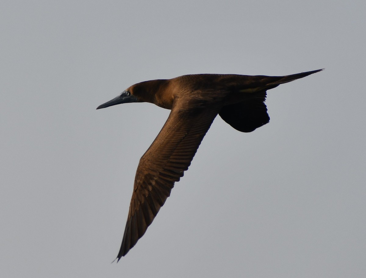 Sula fosca - ML645805097