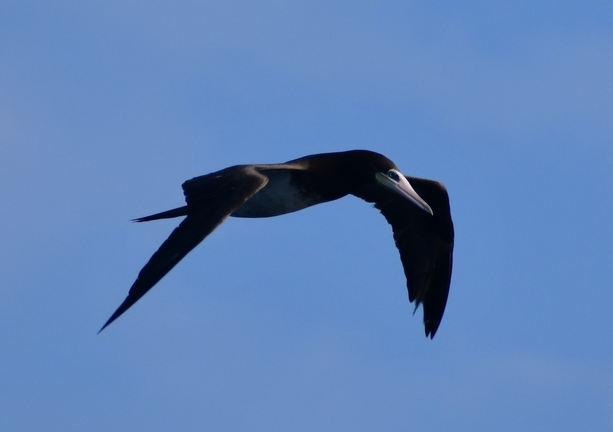 Sula fosca - ML645805098