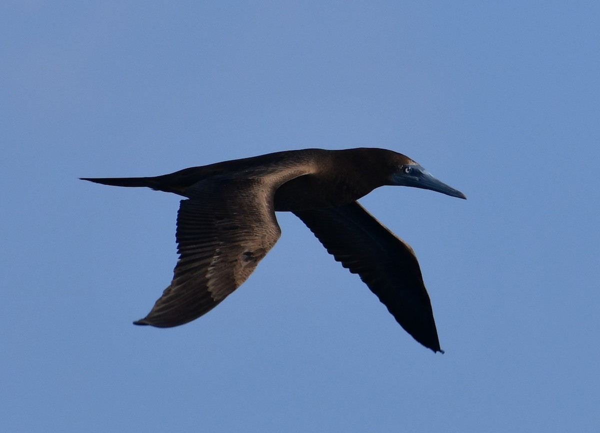 Sula fosca - ML645805099