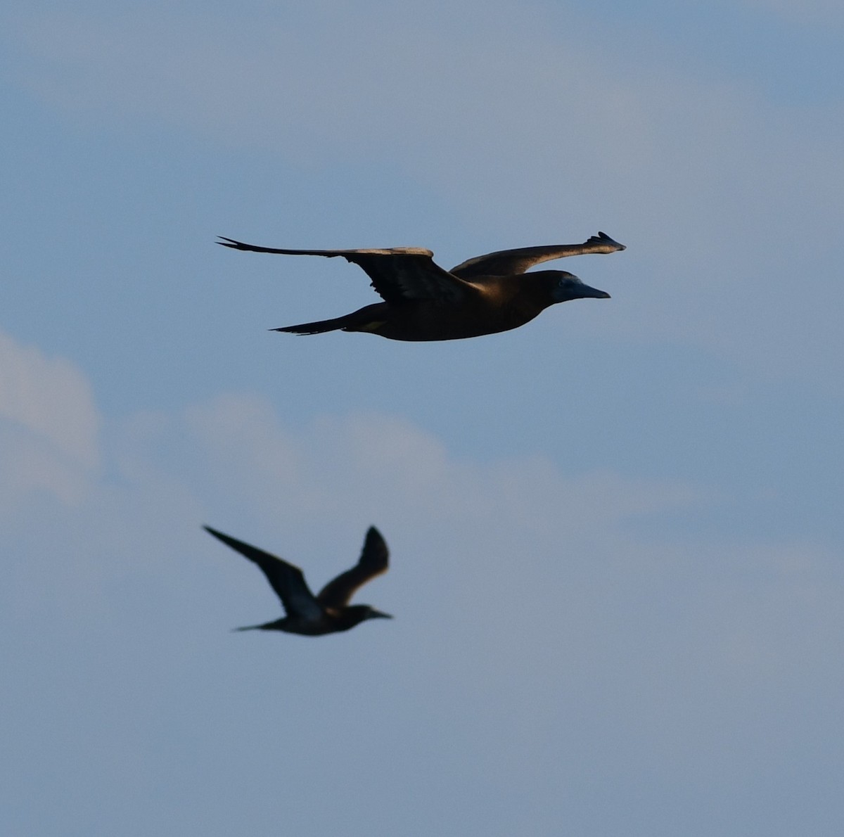 Sula fosca - ML645805100