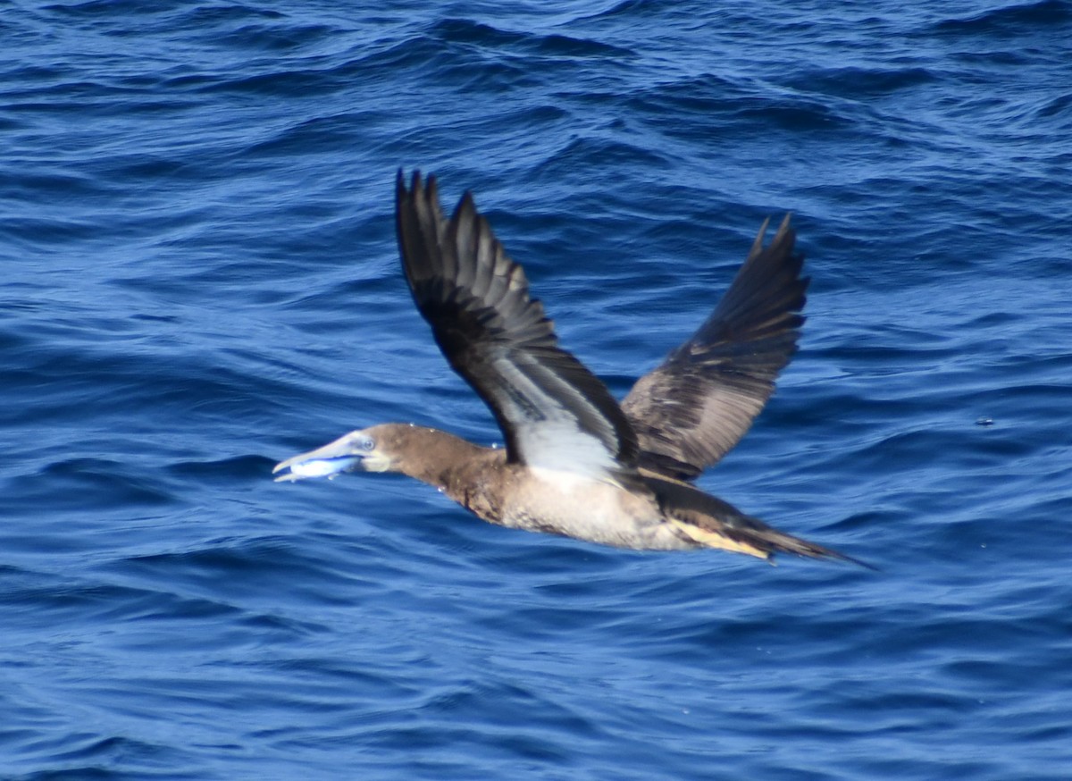 Sula fosca - ML645805101