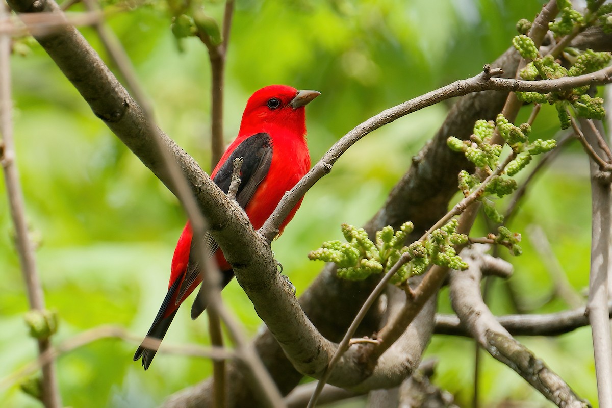 Scarlet Tanager - ML645805119