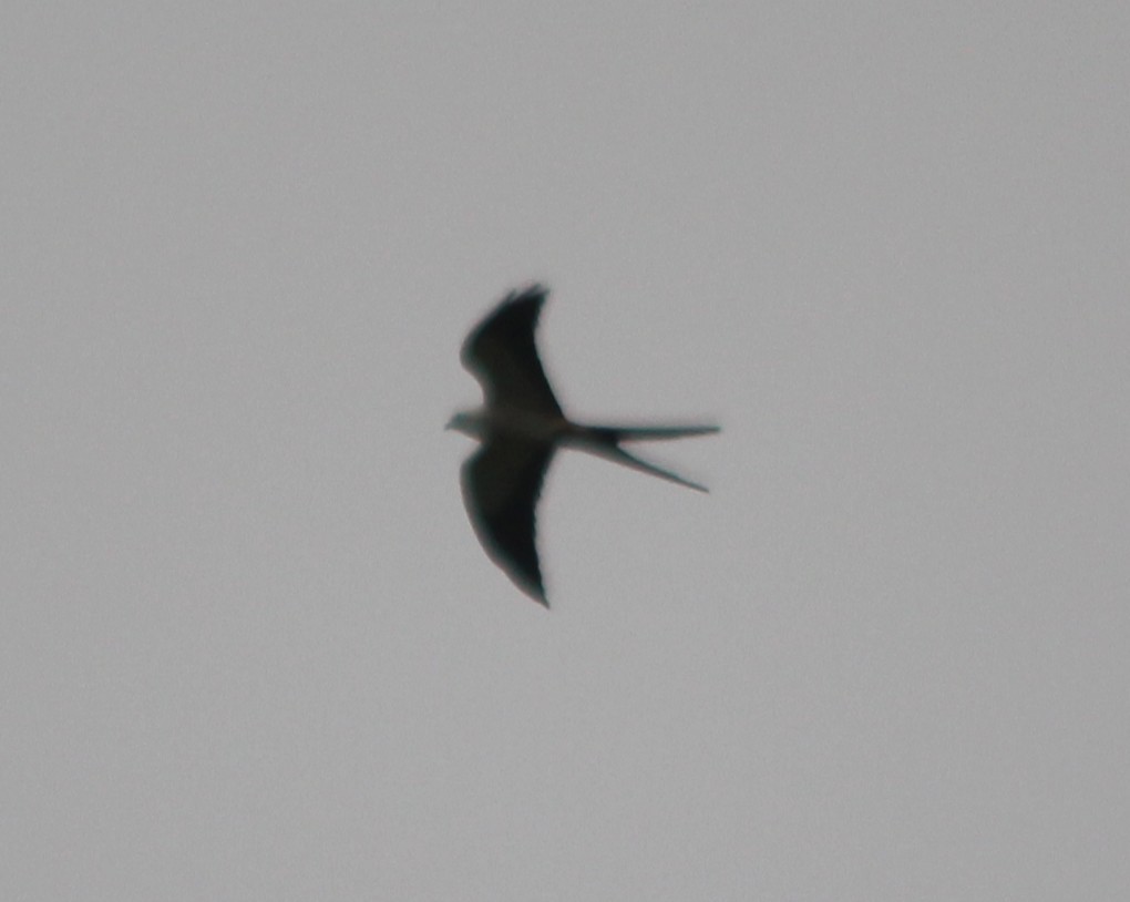 Swallow-tailed Kite - ML645805120