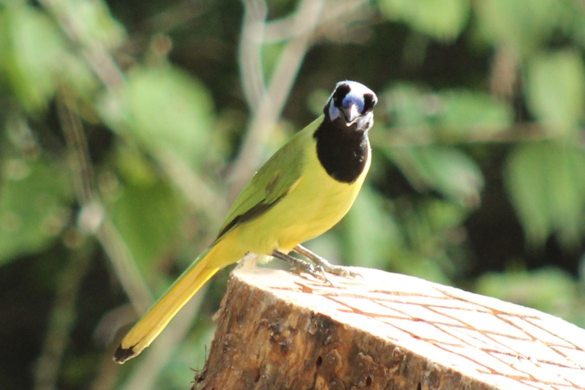 Geai vert - ML645805127