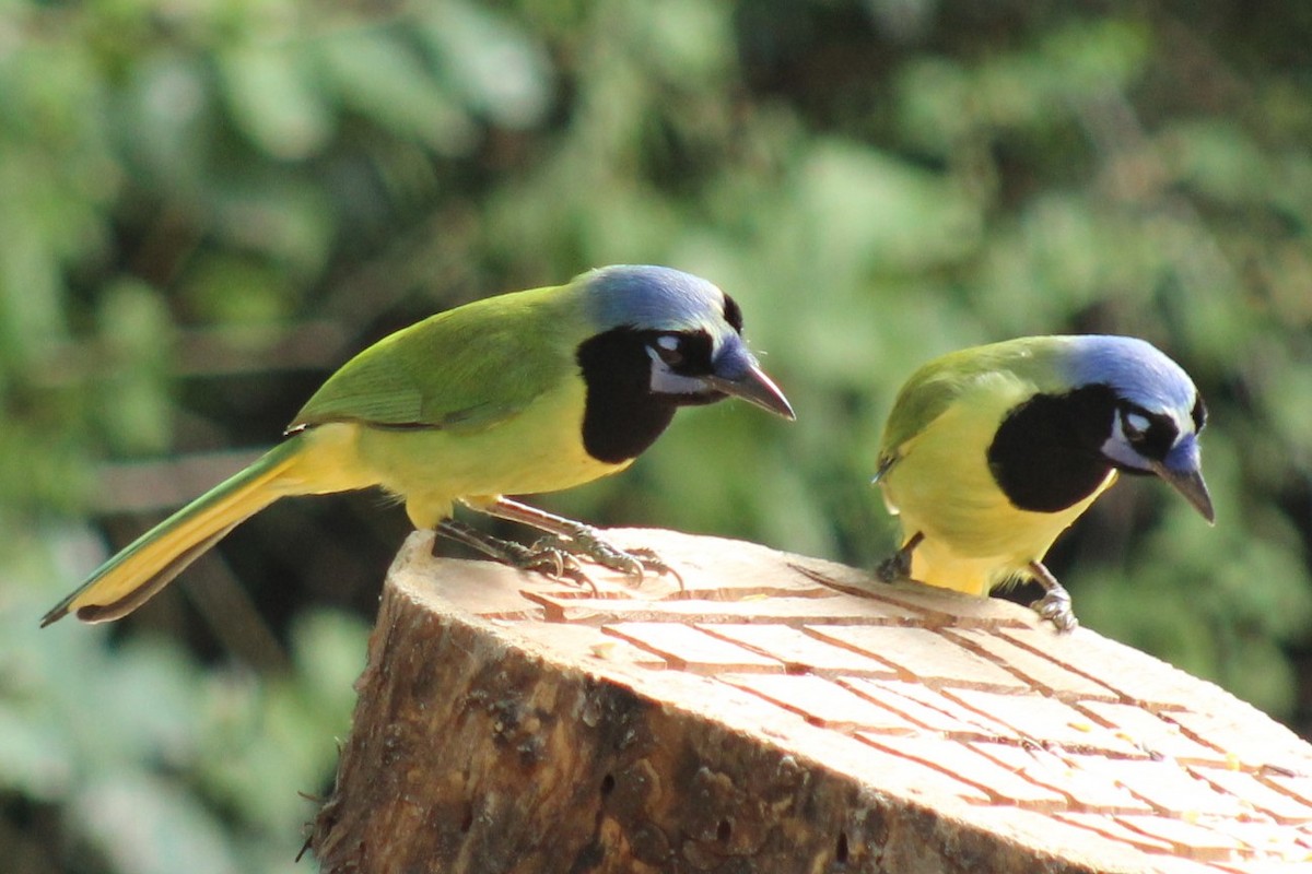 Geai vert - ML645805128