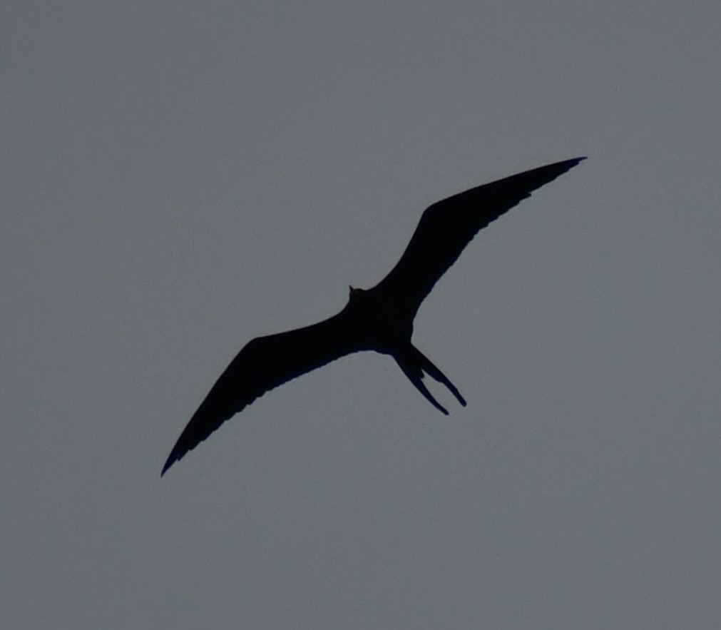 Magnificent Frigatebird - ML645805135