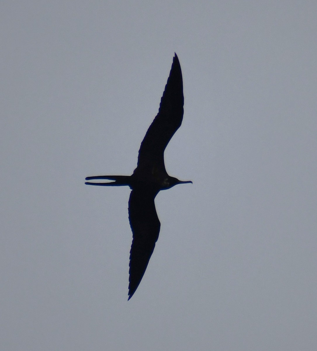Magnificent Frigatebird - ML645805136