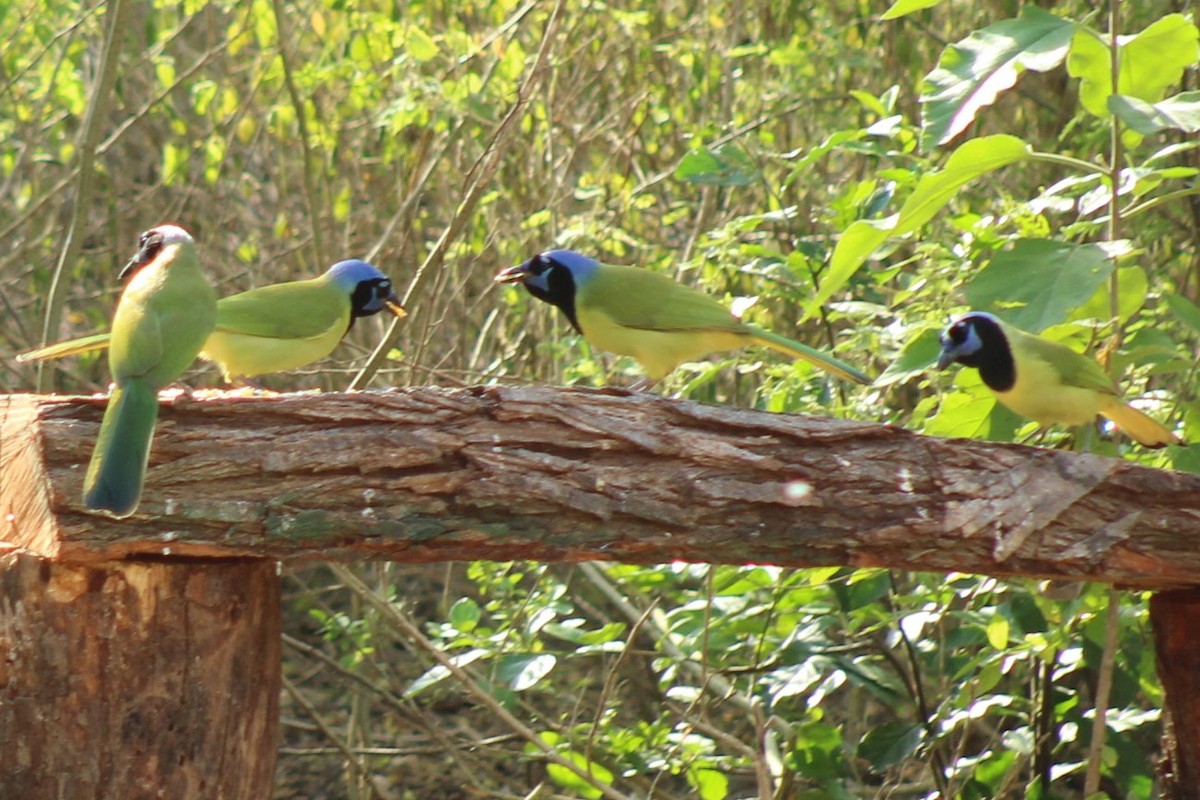 Geai vert - ML645805137