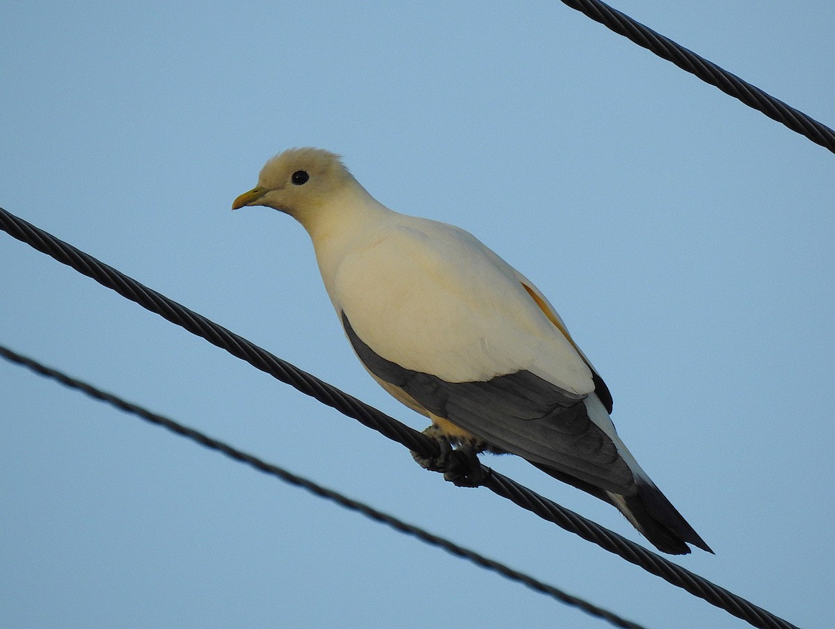 Torresian Imperial-Pigeon - ML645805138