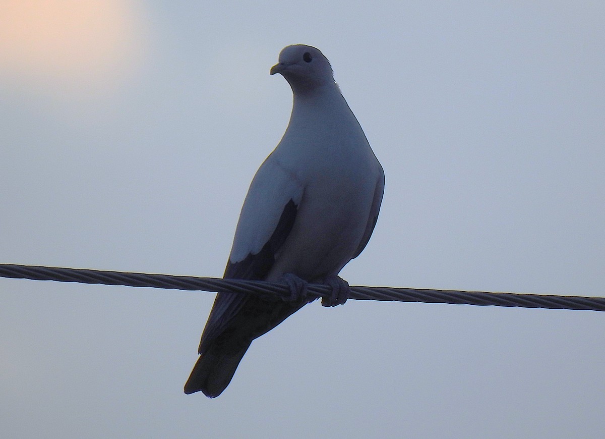 Torresian Imperial-Pigeon - ML645805140