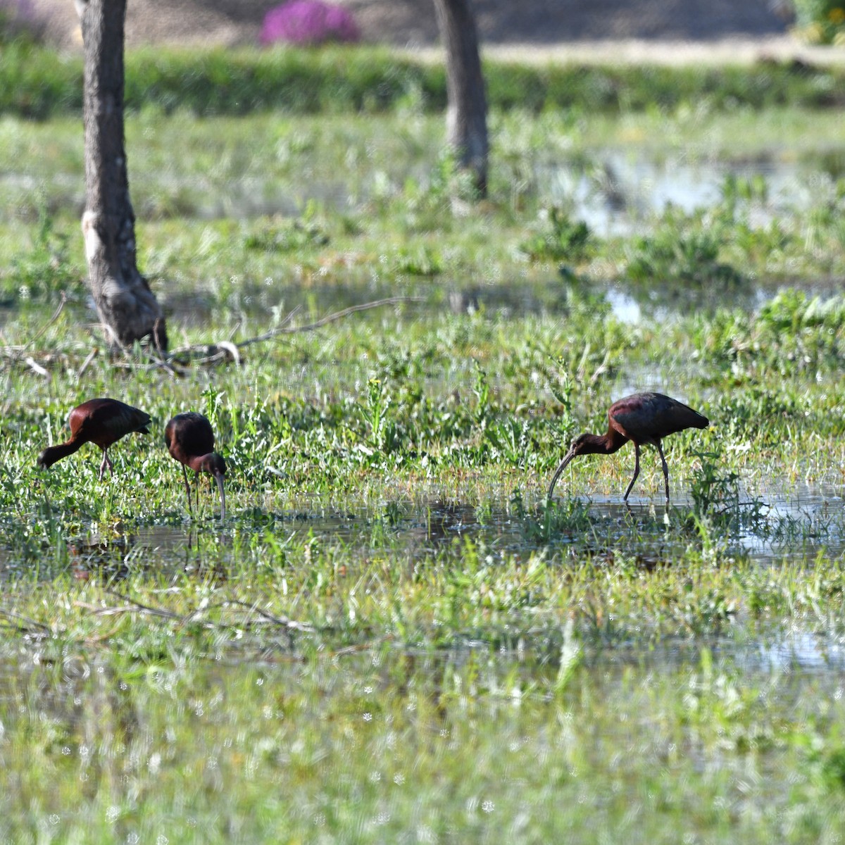 Beltzaran musuzuria - ML645805142