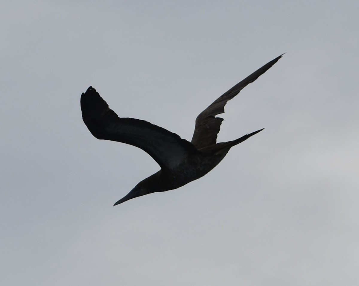 Sula fosca - ML645805144