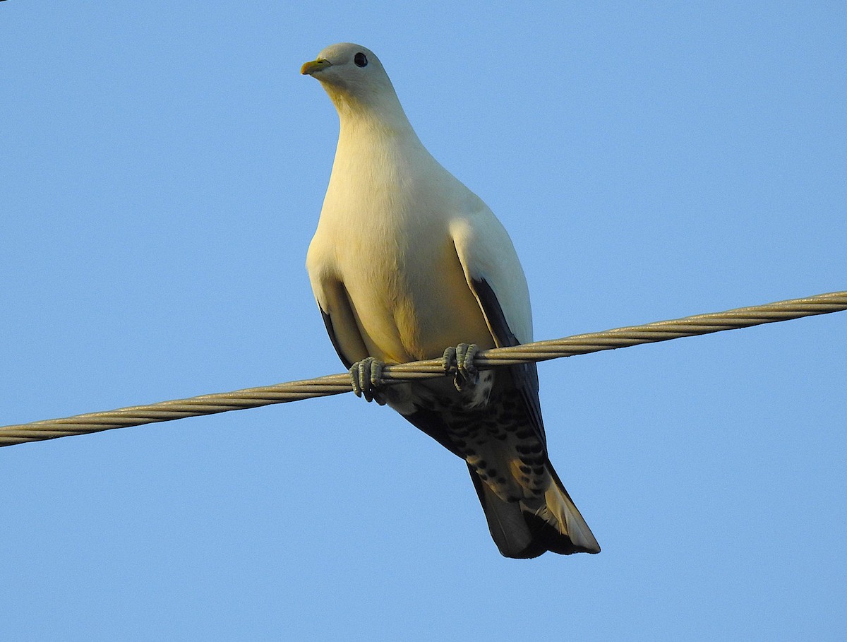 Torresian Imperial-Pigeon - ML645805145