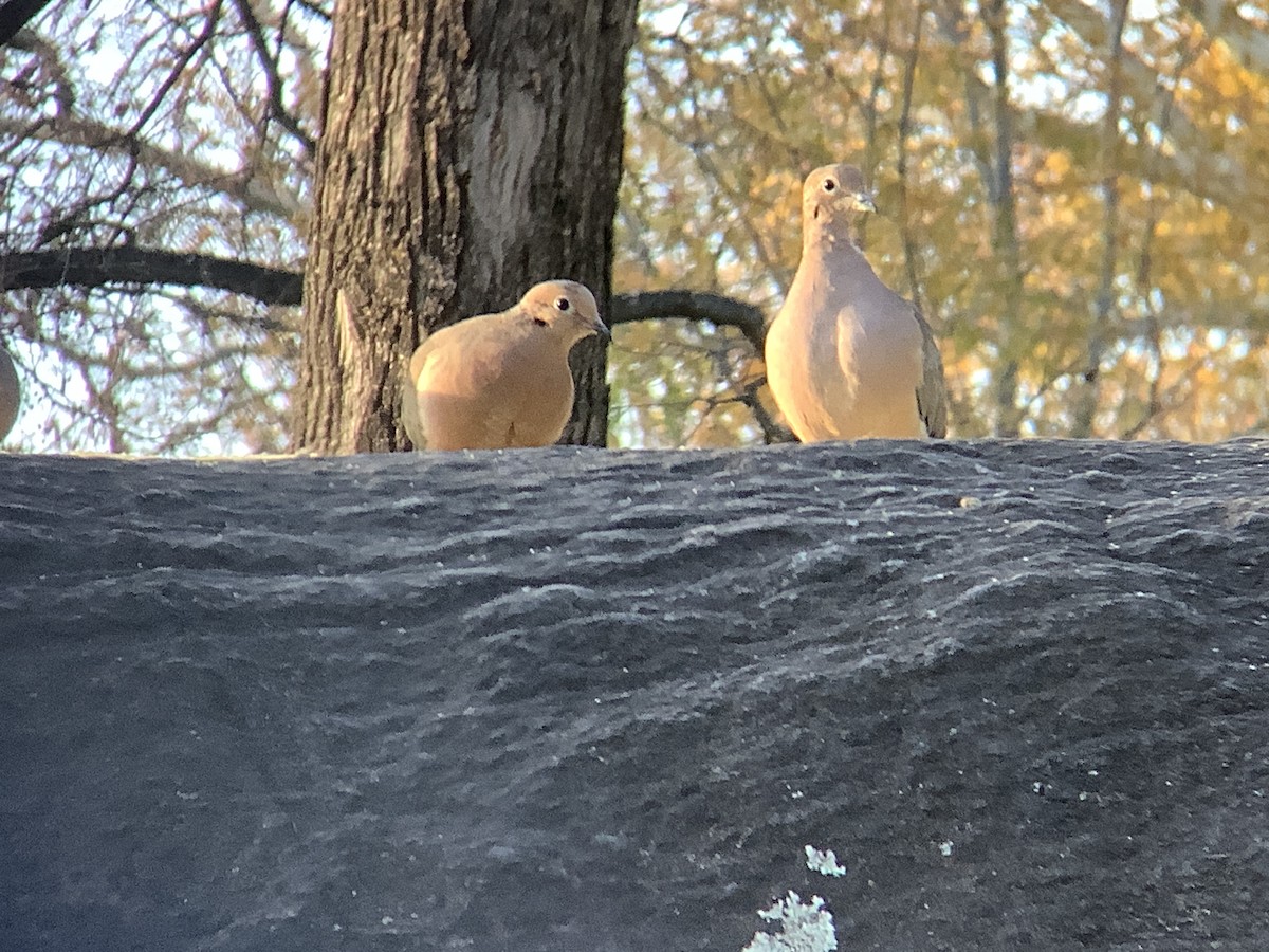 Mourning Dove - ML645805146