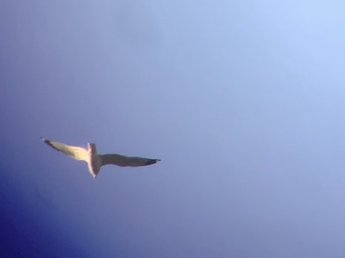 Larinae sp. - ML645805156