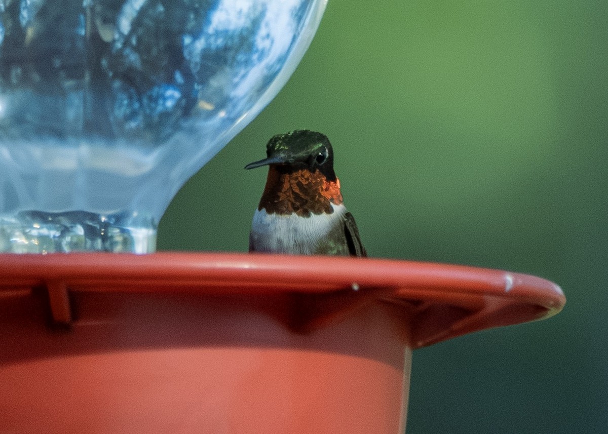 Ruby-throated Hummingbird - ML645805161