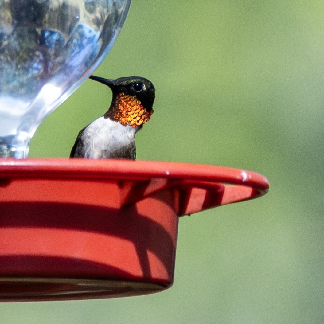 Ruby-throated Hummingbird - ML645805162