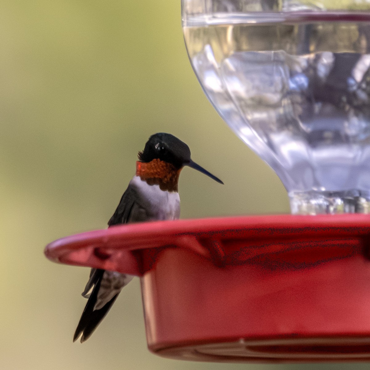 Ruby-throated Hummingbird - ML645805163