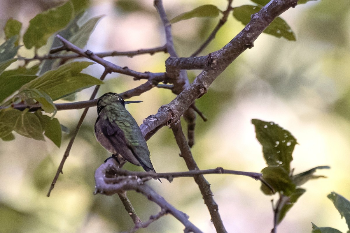 Ruby-throated Hummingbird - ML645805164