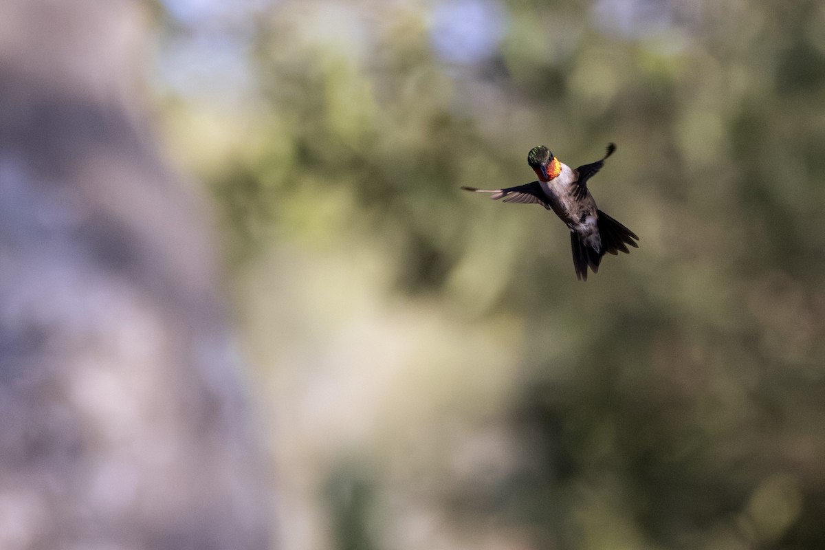 Ruby-throated Hummingbird - ML645805166