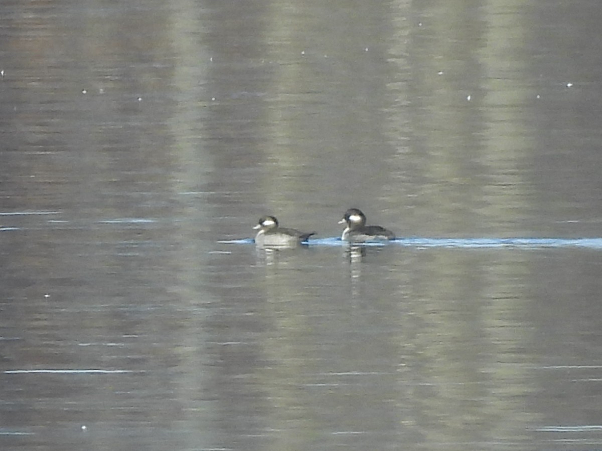 Petit Garrot - ML645805175