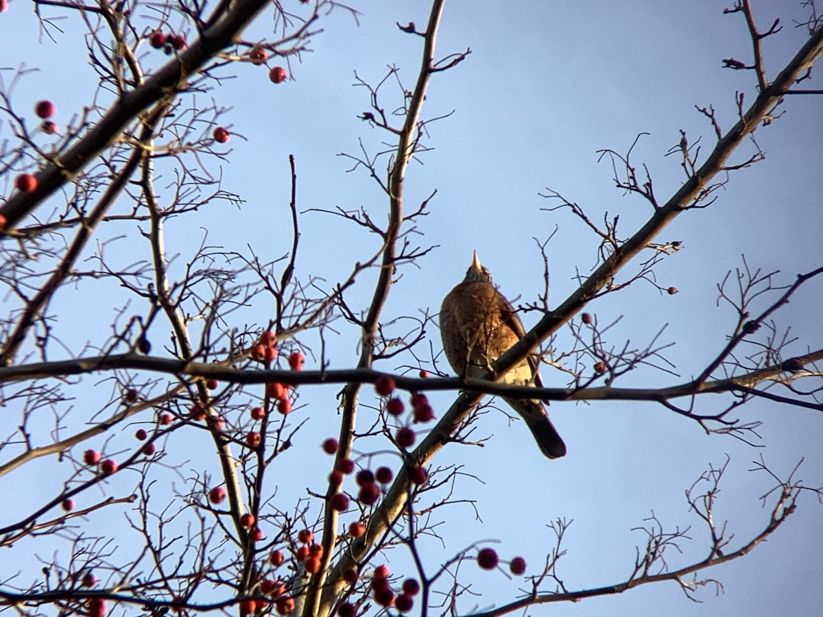 American Robin - ML645805178