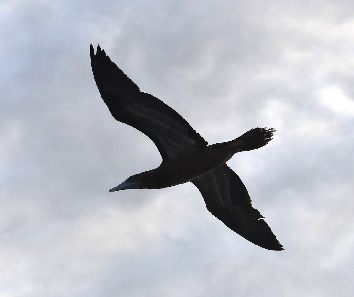 Sula fosca - ML645805179