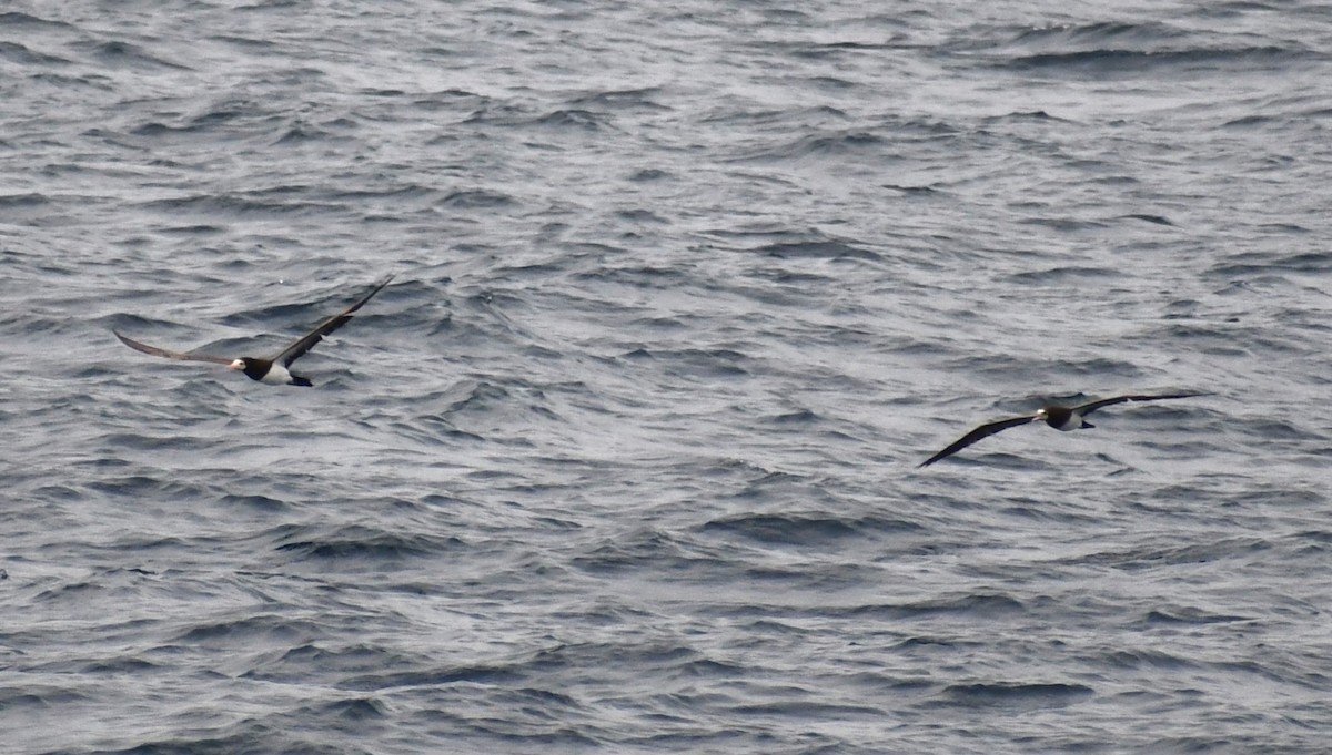 Sula fosca - ML645805180