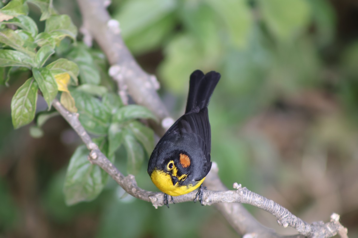 Spectacled Redstart - ML645805188
