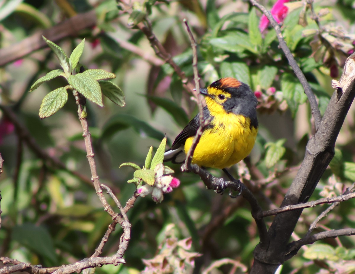 Spectacled Redstart - ML645805189