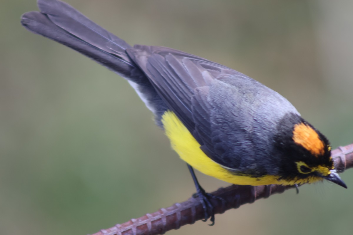 Spectacled Redstart - ML645805190