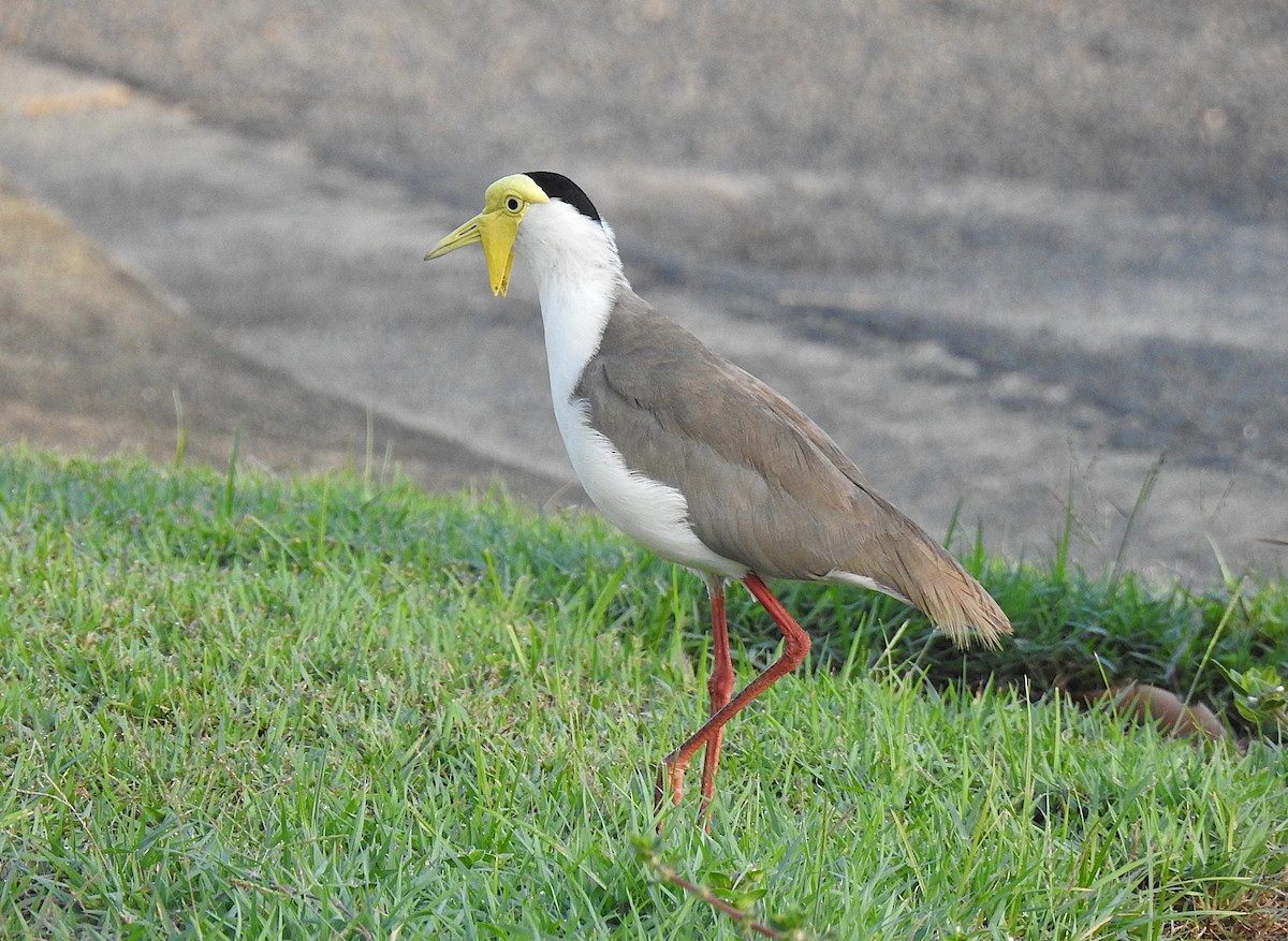 Hegabera maskaraduna - ML645805191