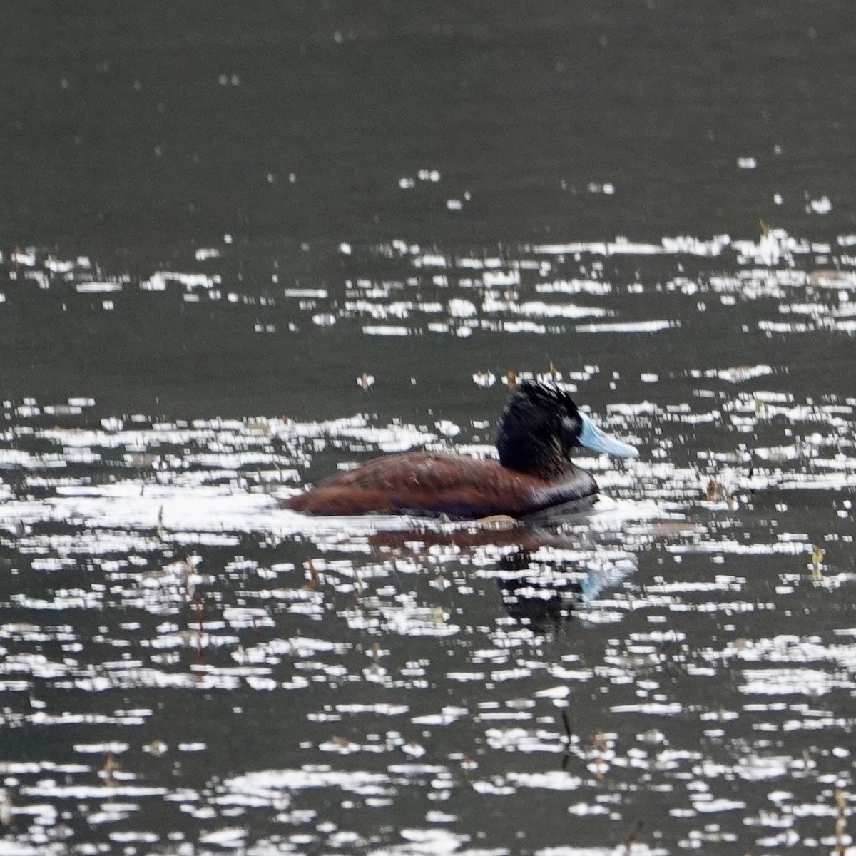 Andean Duck - ML645805192