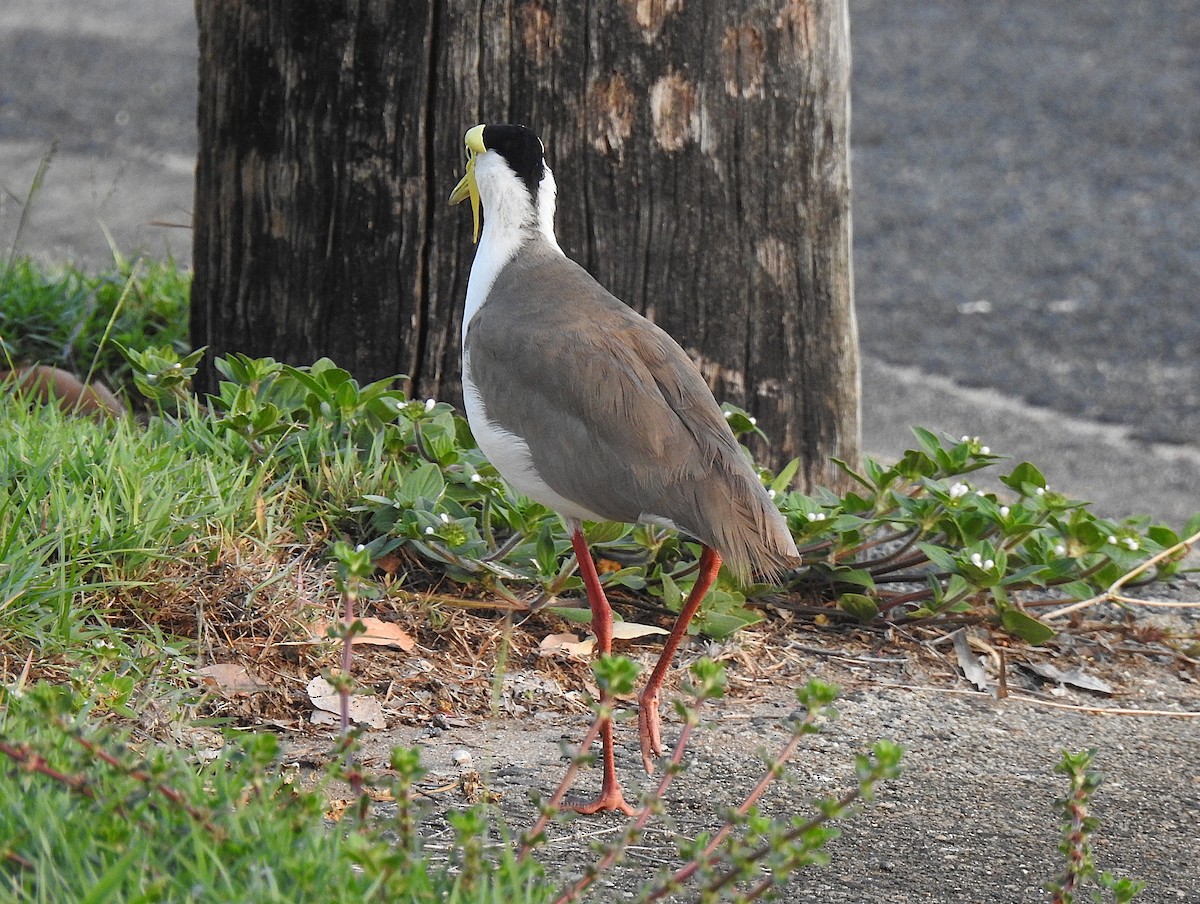Hegabera maskaraduna - ML645805193