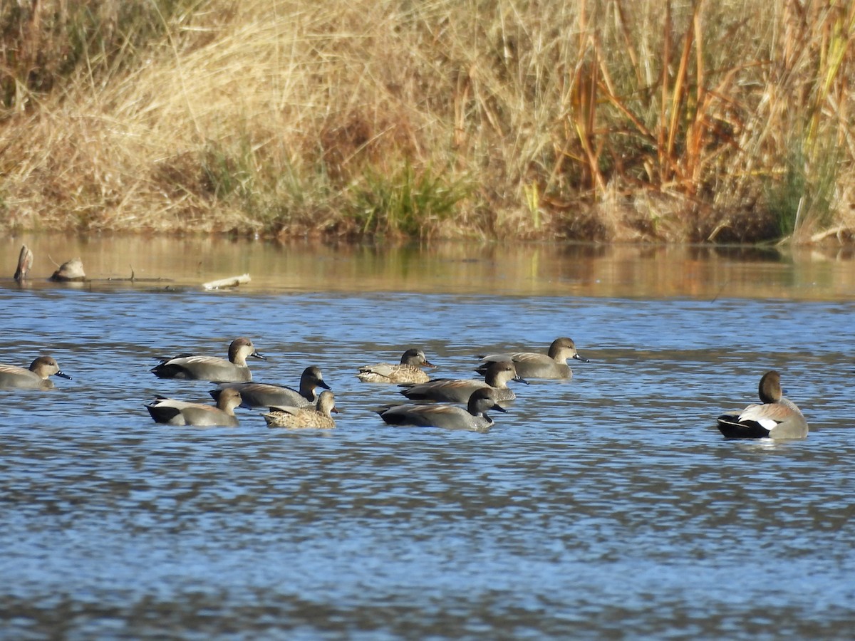 Canard chipeau - ML645805202