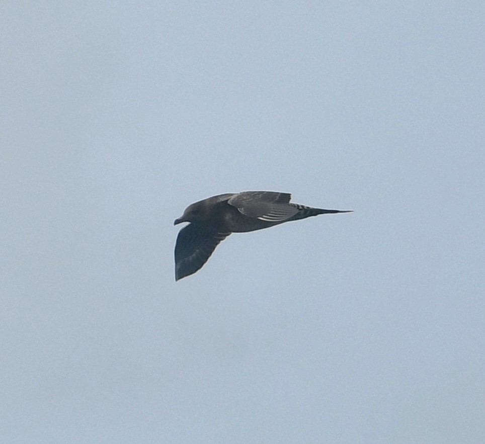 Long-tailed Jaeger - ML645805206