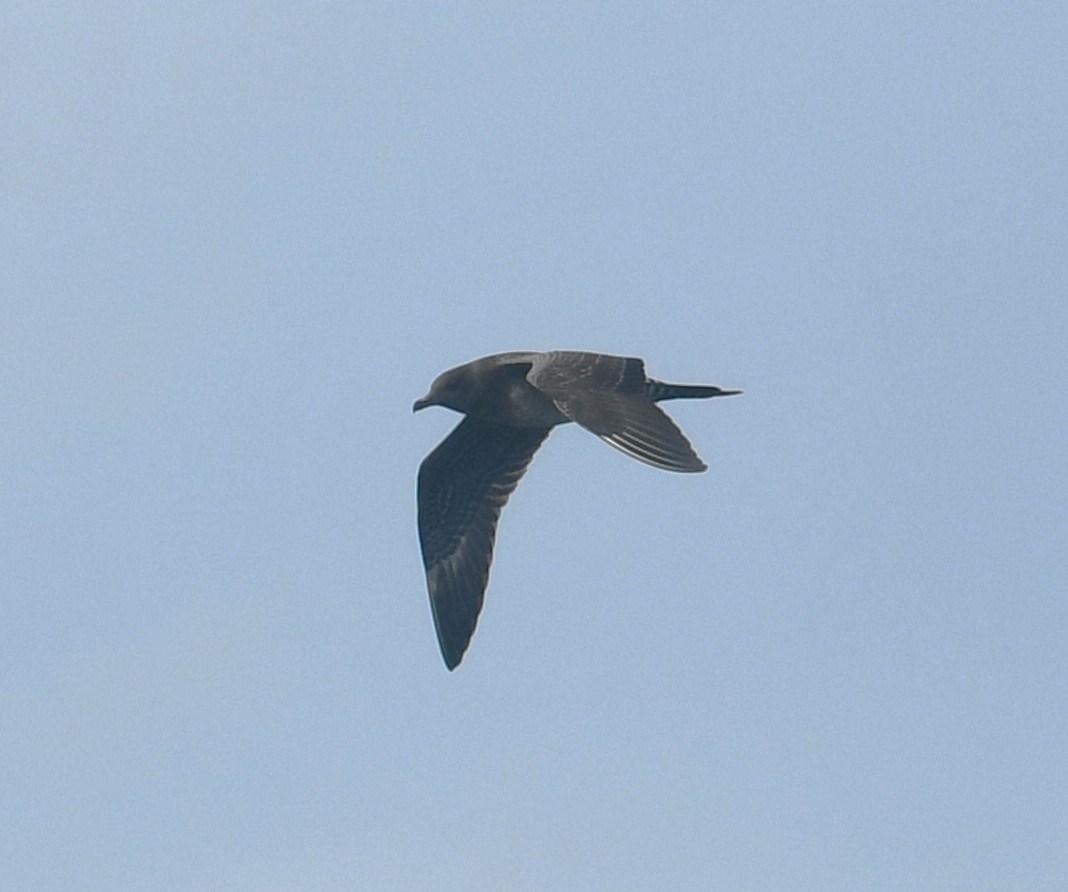 Long-tailed Jaeger - ML645805207