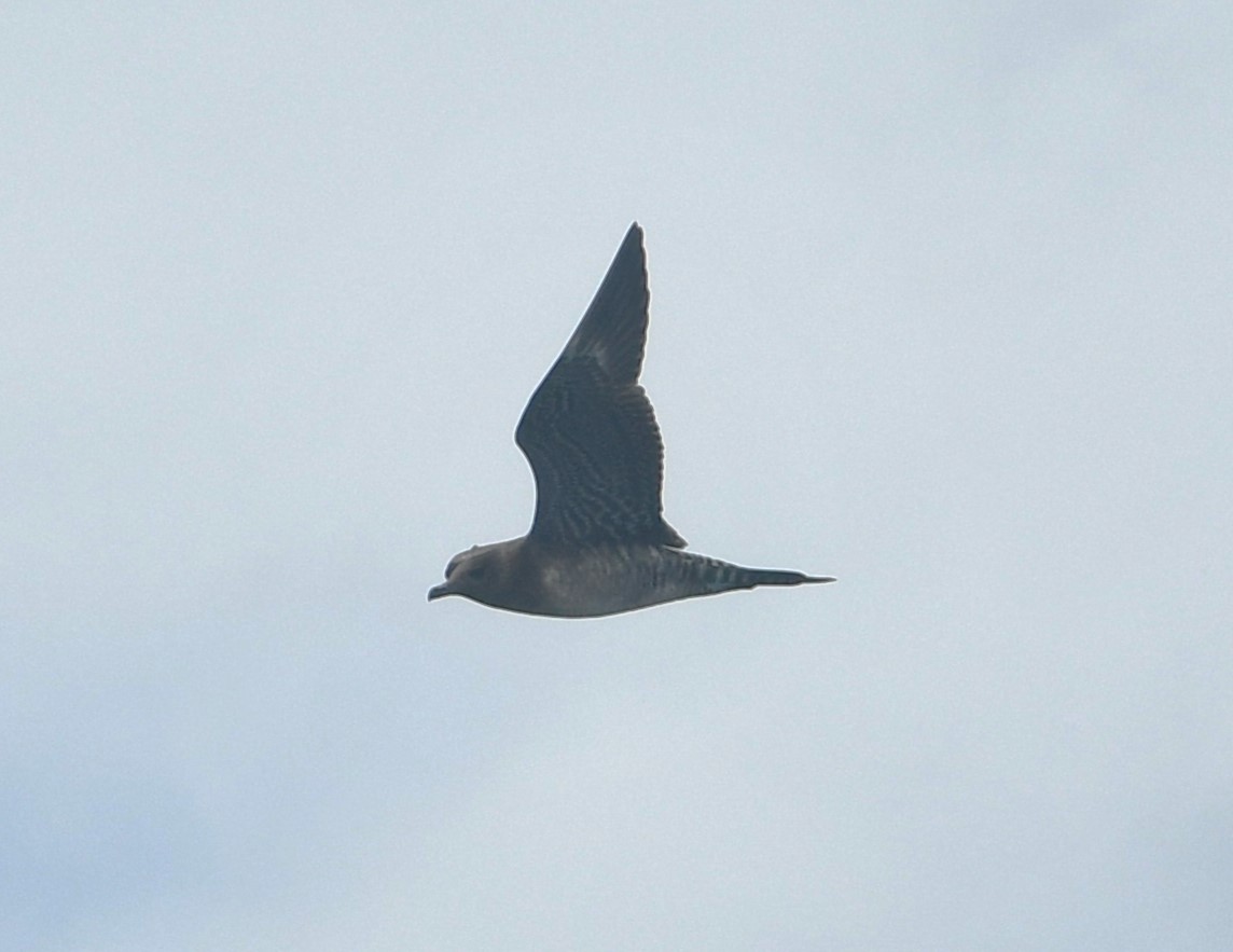 Long-tailed Jaeger - ML645805208