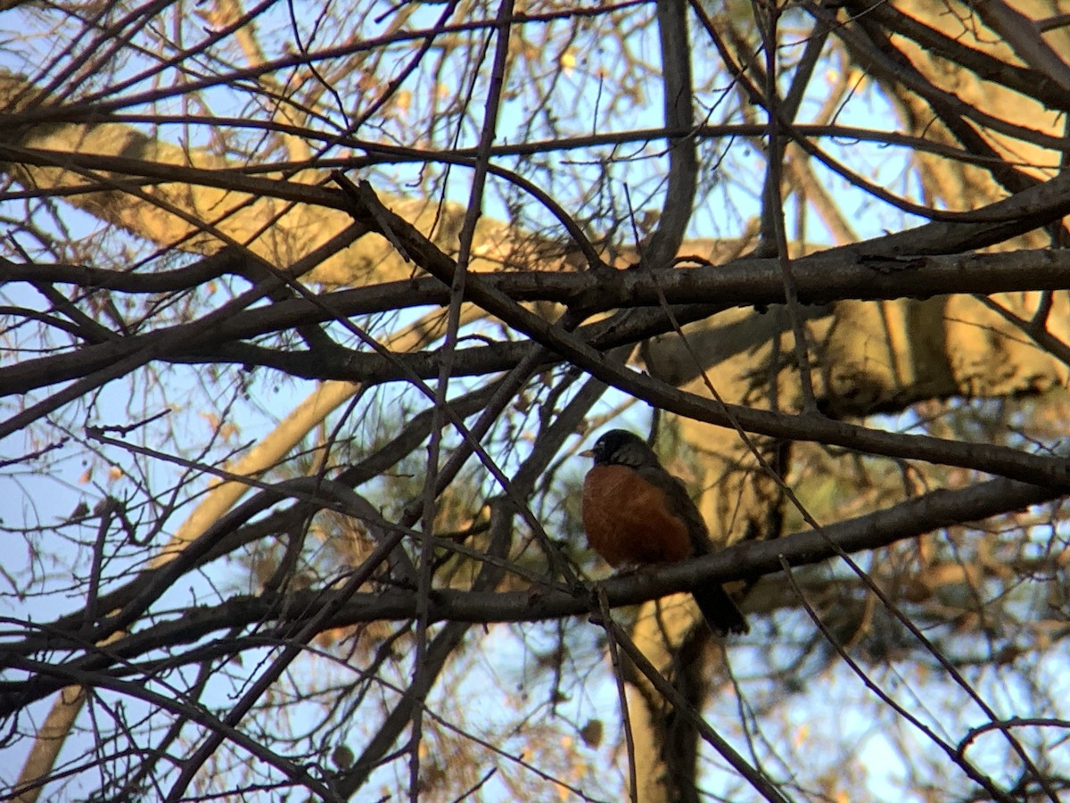 American Robin - ML645805212