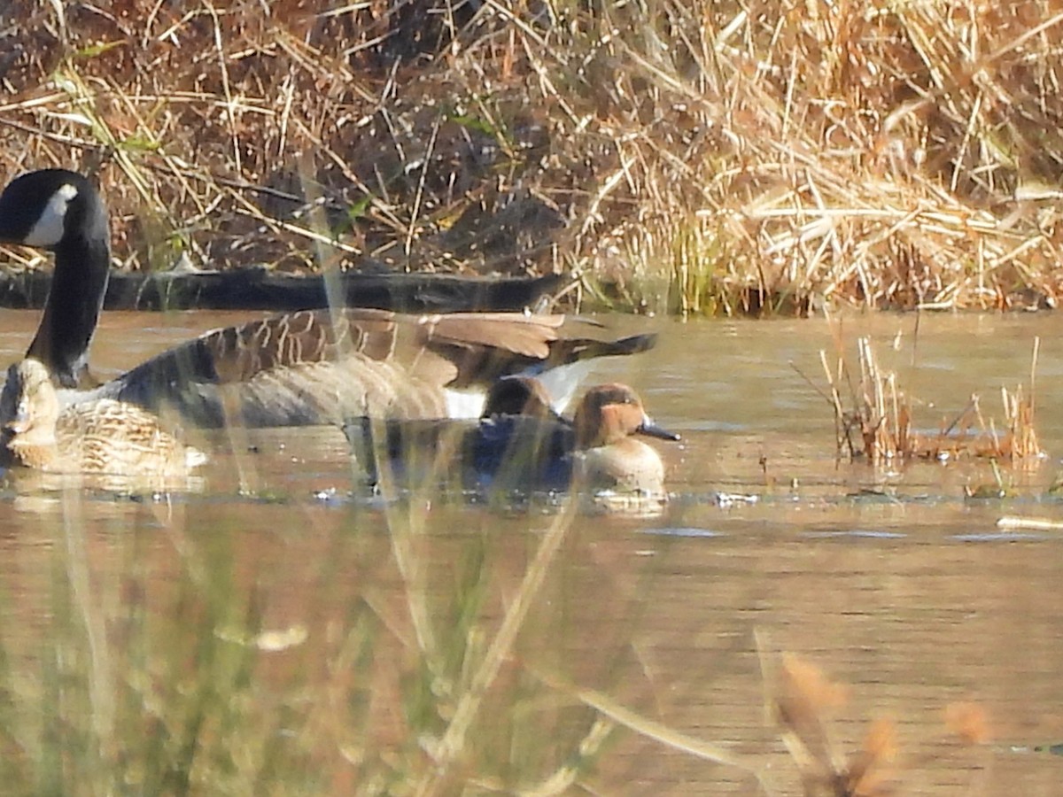 Sarcelle d'hiver - ML645805219