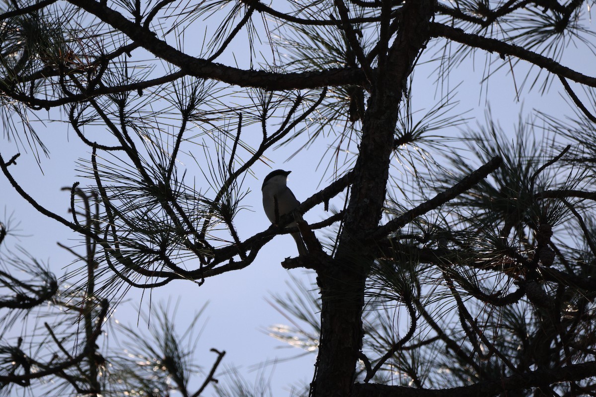Loggerhead Shrike - ML645805220