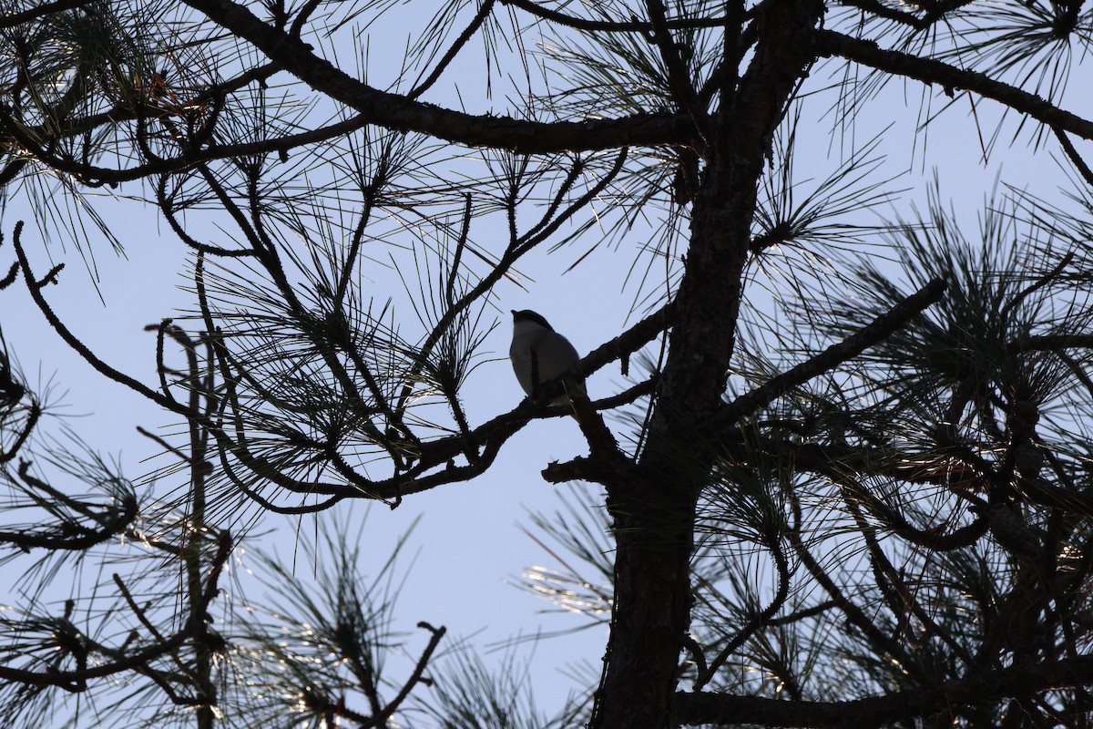 Loggerhead Shrike - ML645805222