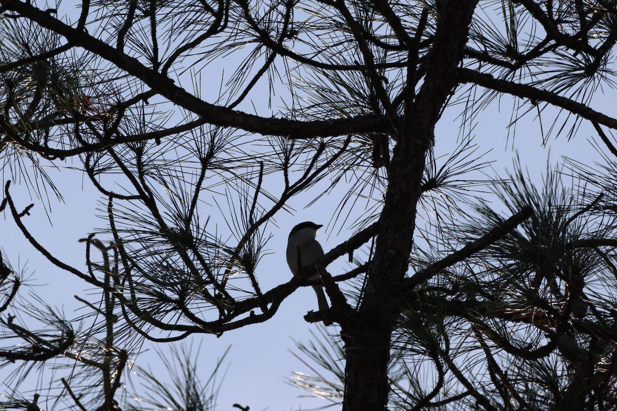 Loggerhead Shrike - ML645805223