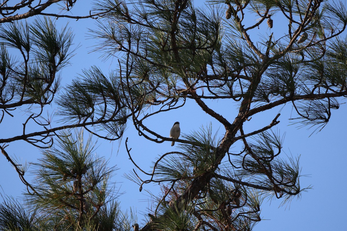 Loggerhead Shrike - ML645805225