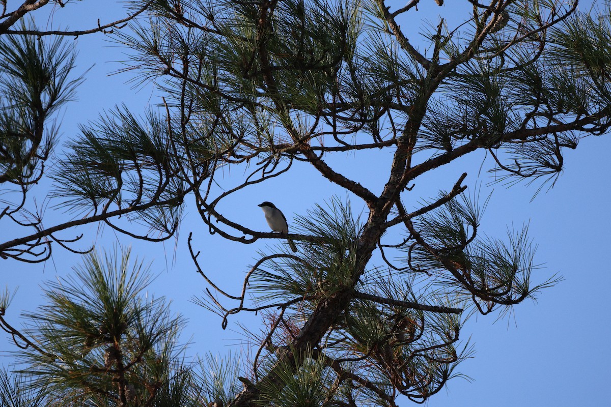 Loggerhead Shrike - ML645805226