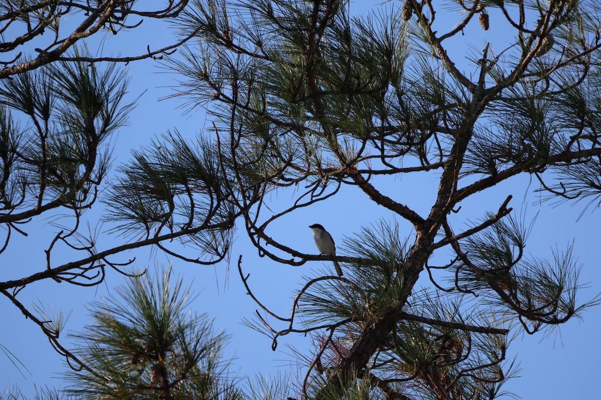 Loggerhead Shrike - ML645805228